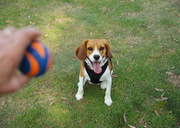 Beaglier