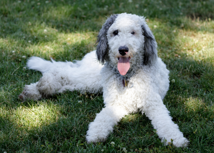 Bernedoodle