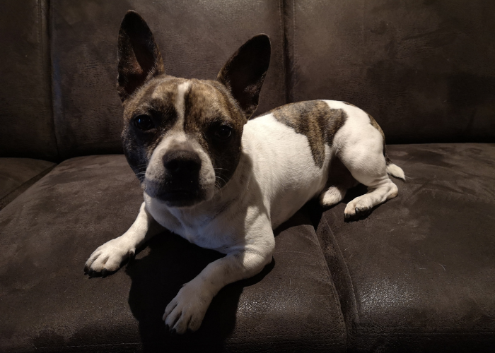 Bullhuahua