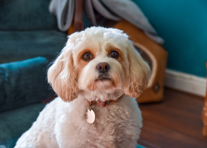 Cavachon