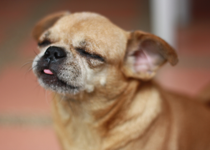Chiweenie