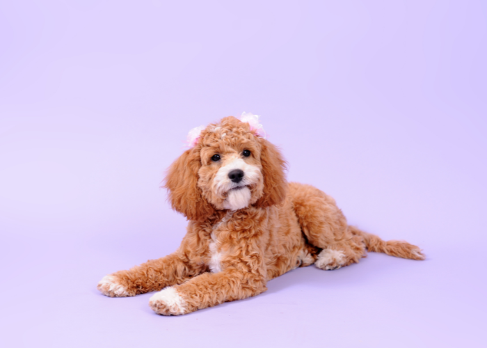 Cockapoo