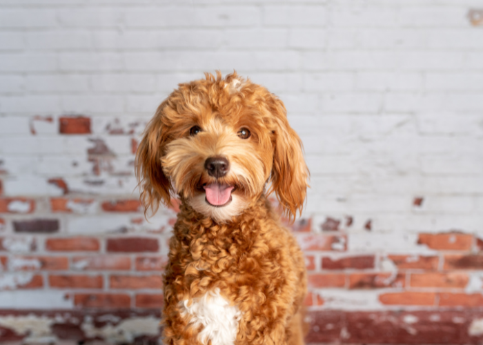 Goldendoodle