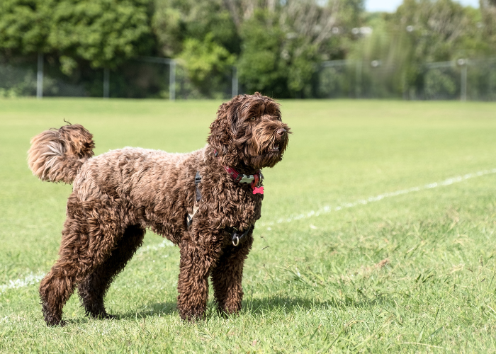 Labradoodle