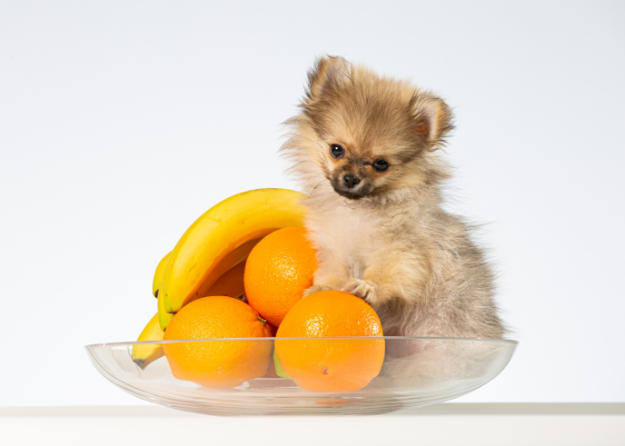 Pomchi