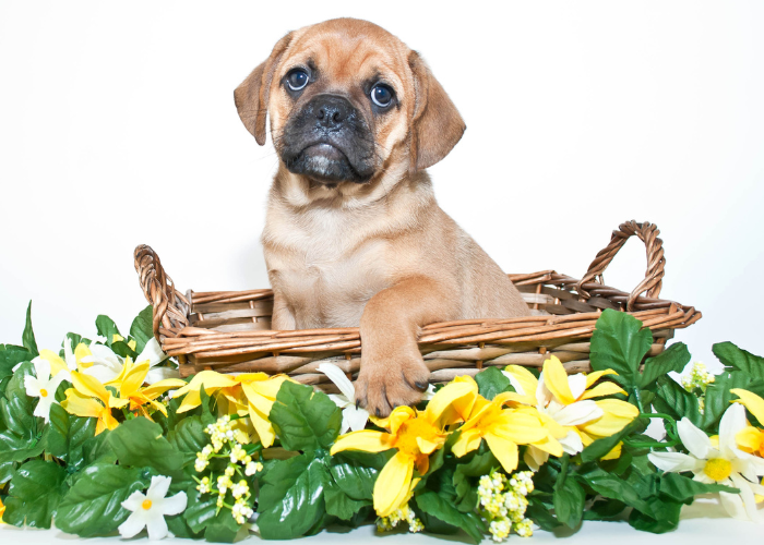 Puggle