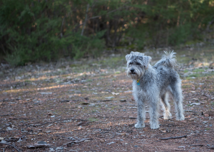 Schnoodle