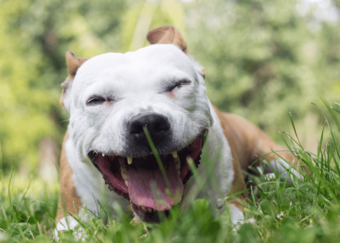 Cum se recunoaște astmul la câine?