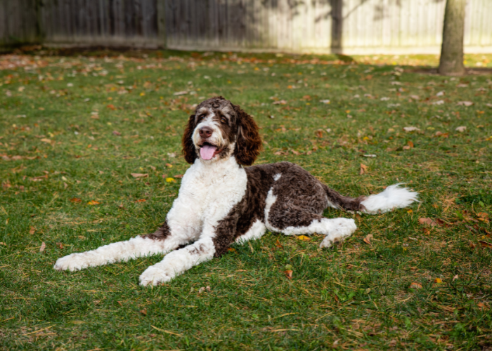 Bernedoodle alb și maro