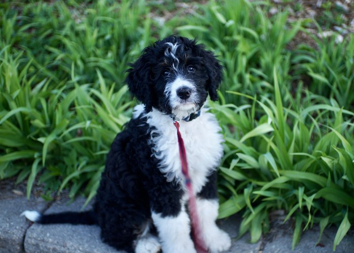 Cățeluș Bernedoodle.