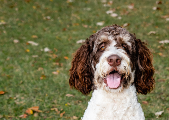 Bernedoodle maro și alb.