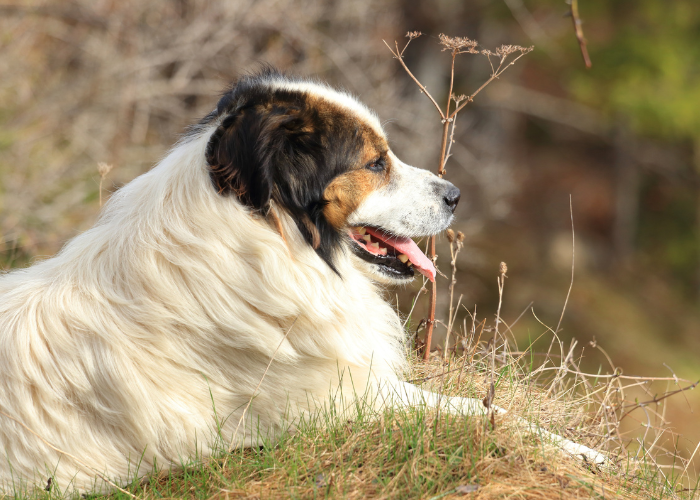 Tornjak Croatian shepherd dog.
