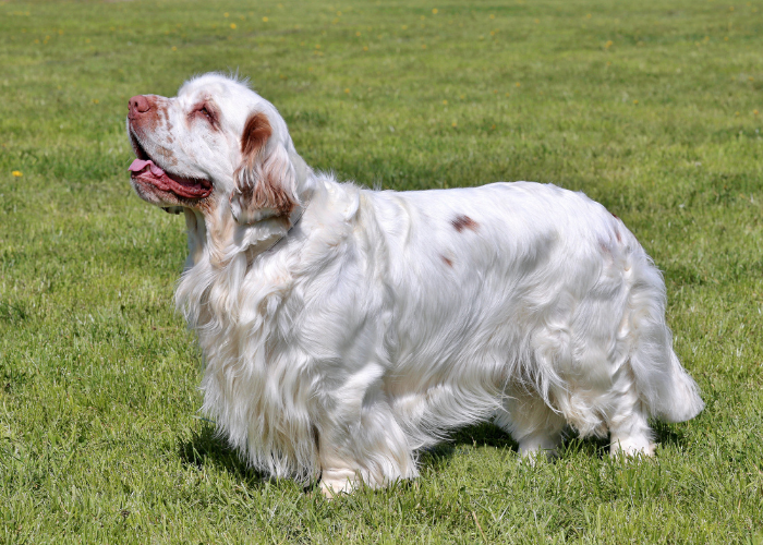 Clumber Show Spaniel.