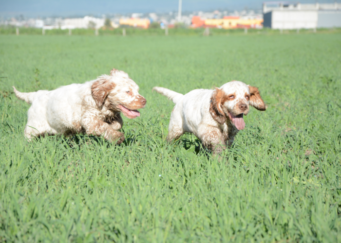 Catelusi Clumber spaniel.