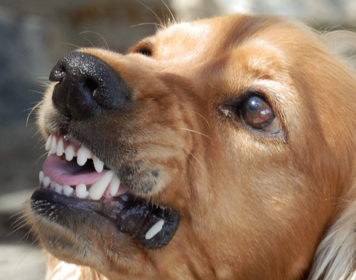 Un câine pregătit să muște.