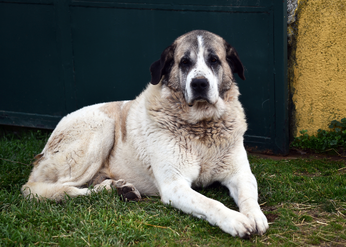 Mastiff-ul din Pirinei