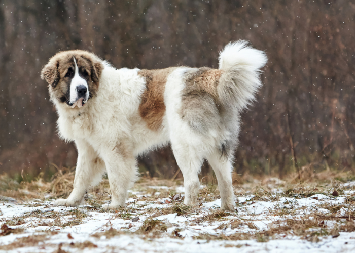 Mastiff Pirineu alb cu pete maro