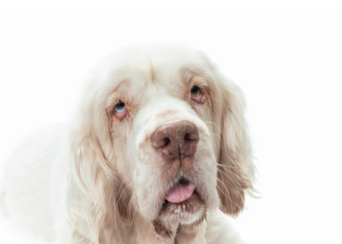 Clumber spaniel adult.