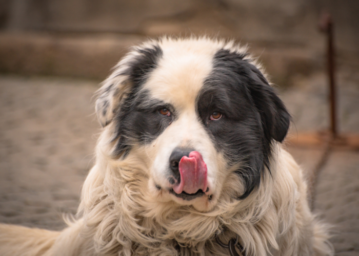 Cățeluș mastiff din Pirinei.